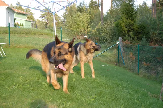 Qenush German Shepherd, 3 muaj, i vaksinuar